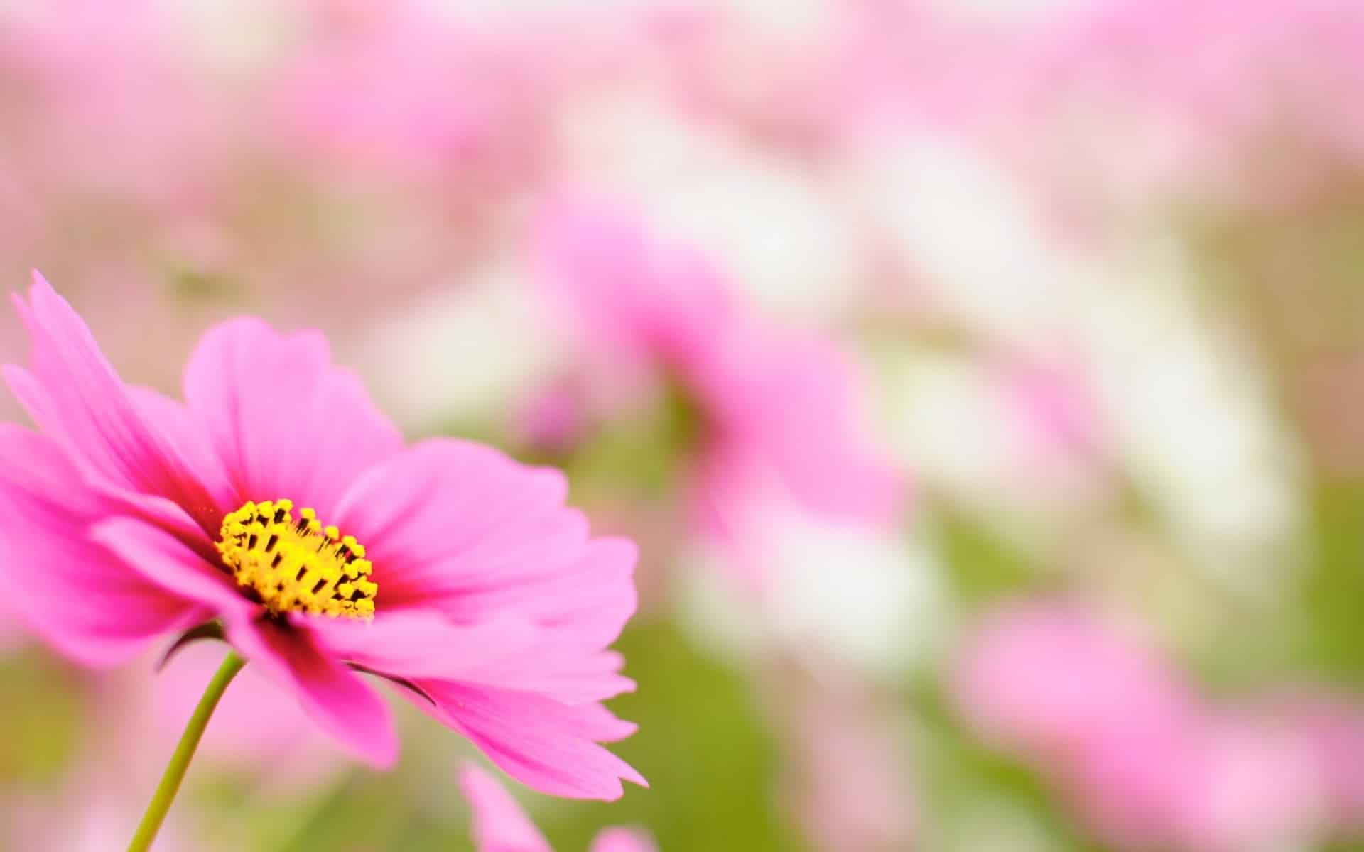 full screen background image