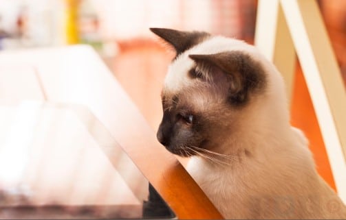 Curiosité, le maître mot du chat ! (Source : gettyimages)