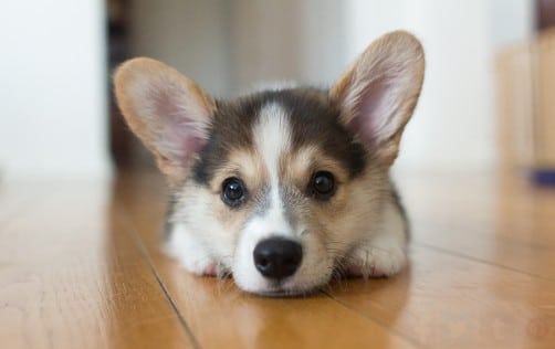 Acheter un chiot, c'est adopter un être à part entière dans la famille ! (Source : gettyimages)