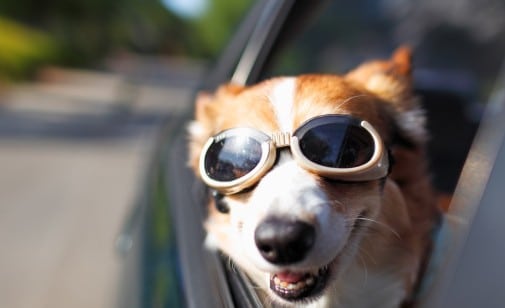 chien en voiture