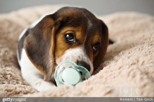 Adopter un chiot : Comment le choisir et en prendre soin ?