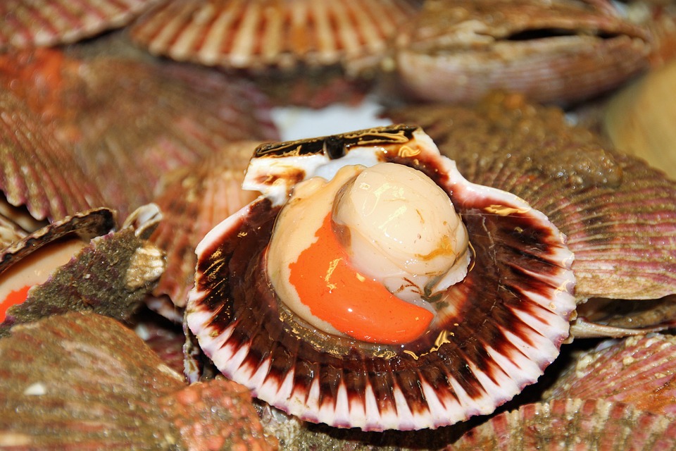 Quelle est la technique phare de la pêche au coquillages ?