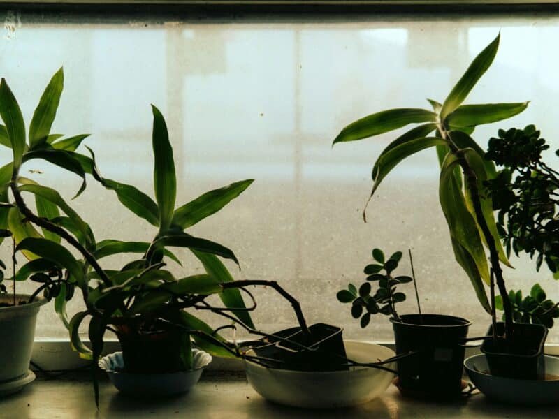 plantes dépolluantes
